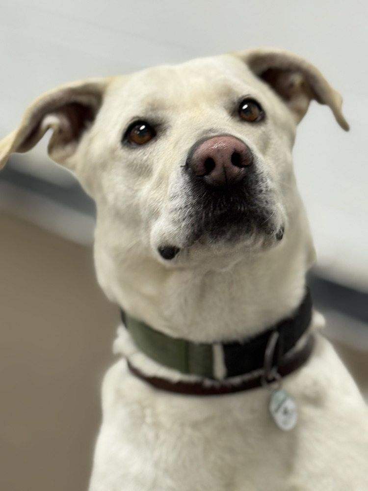 Venza, an adoptable Labrador Retriever in Littleton, CO, 80126 | Photo Image 4