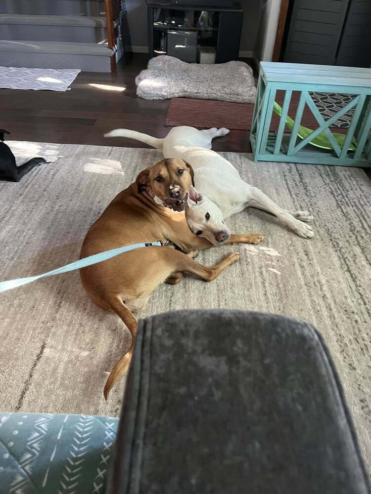 Boone, an adoptable Labrador Retriever in Littleton, CO, 80126 | Photo Image 4