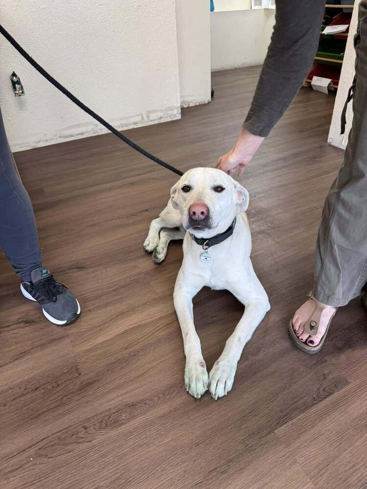 Venza, an adoptable Labrador Retriever in Littleton, CO, 80126 | Photo Image 5