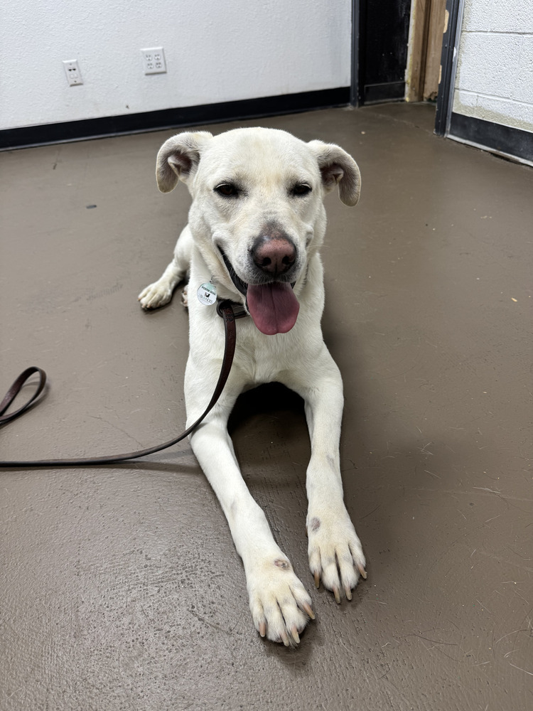 Venza, an adoptable Labrador Retriever in Littleton, CO, 80126 | Photo Image 5