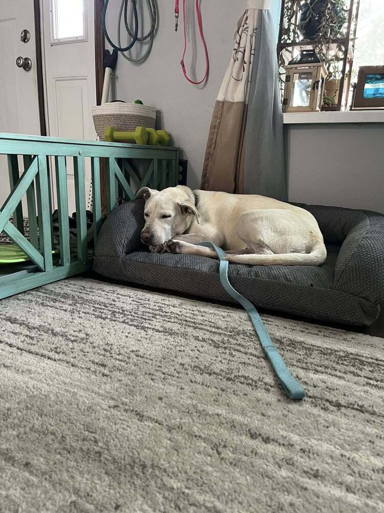 Boone, an adoptable Labrador Retriever in Littleton, CO, 80126 | Photo Image 5