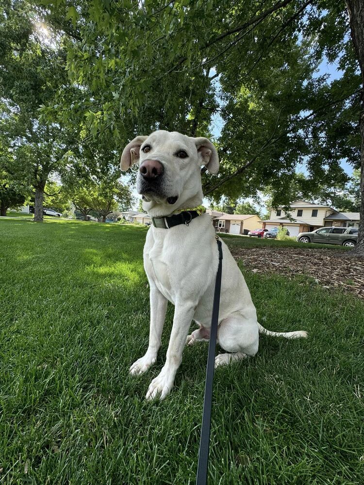 Venza, an adoptable Labrador Retriever in Littleton, CO, 80126 | Photo Image 6