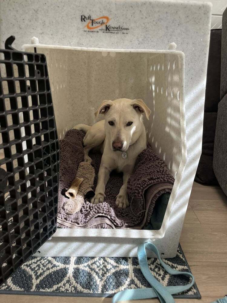 Boone, an adoptable Labrador Retriever in Littleton, CO, 80126 | Photo Image 6