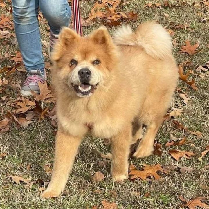 Chow chow hot sale petfinder