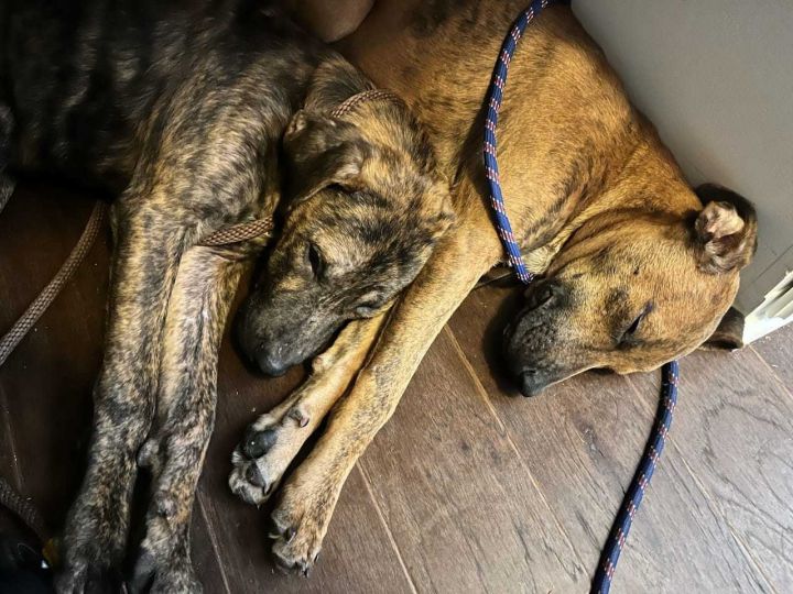 Casper & Cocoa - FOSTER AND ADOPTER NEEDED 1