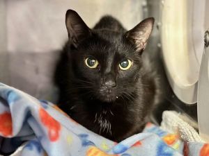 The foster writes Bobby is a two-year-old black kitty who came from a home with many other cats Sh