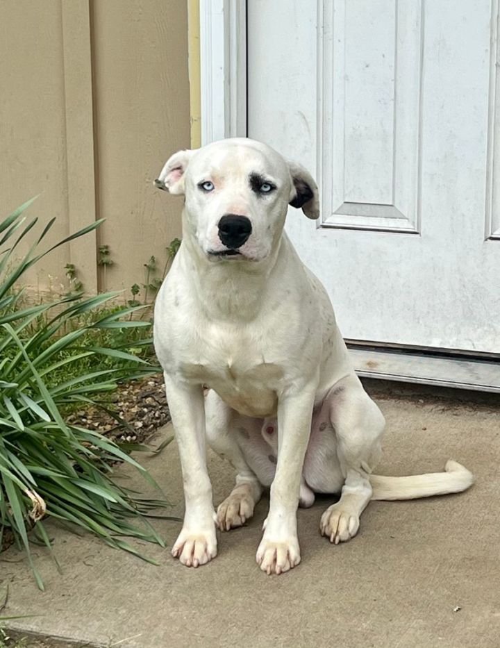 American staffordshire terrier labrador hot sale retriever