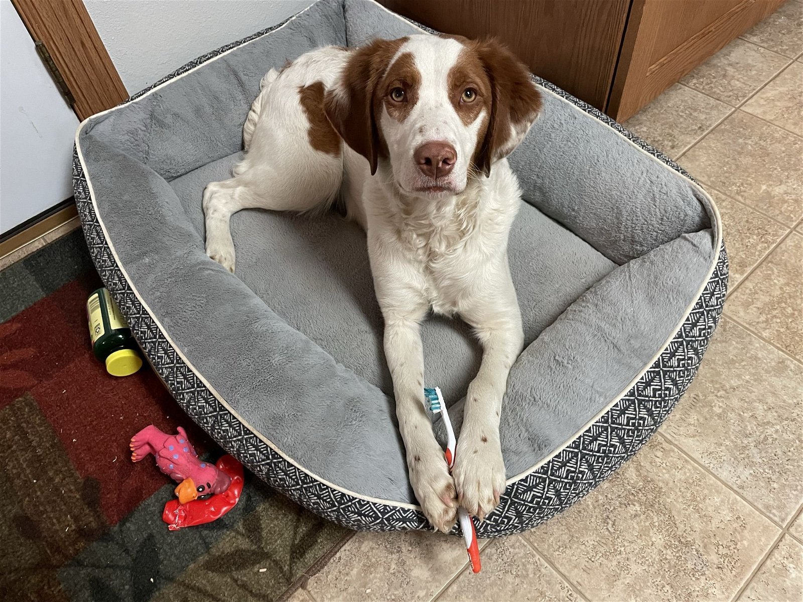 SD/Ruby, an adoptable Brittany Spaniel in Pierre, SD, 57501 | Photo Image 1