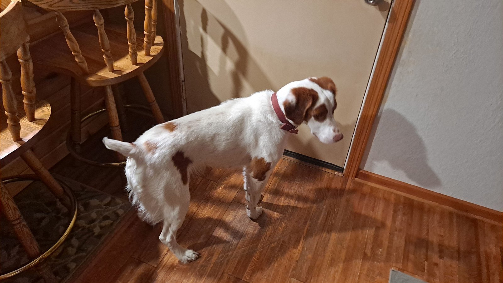SD/Ruby, an adoptable Brittany Spaniel in Pierre, SD, 57501 | Photo Image 2