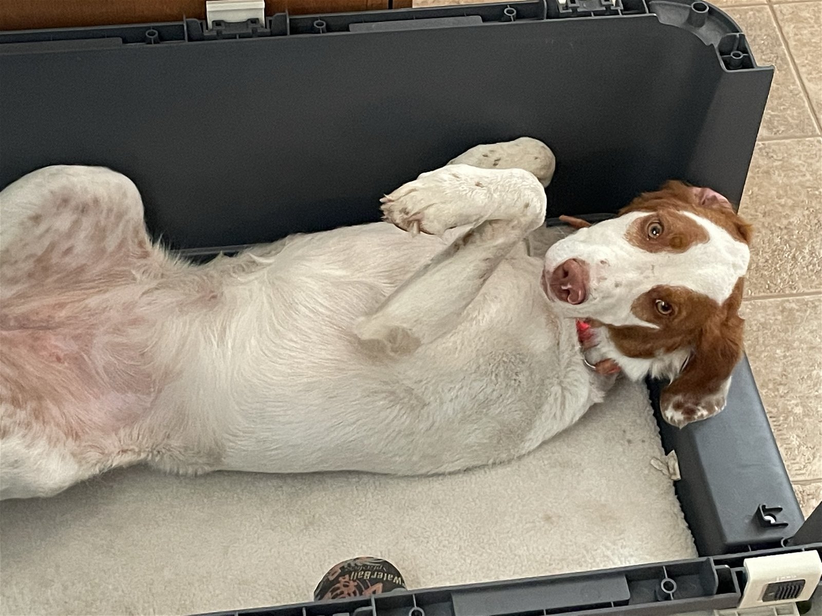 SD/Ruby, an adoptable Brittany Spaniel in Pierre, SD, 57501 | Photo Image 3