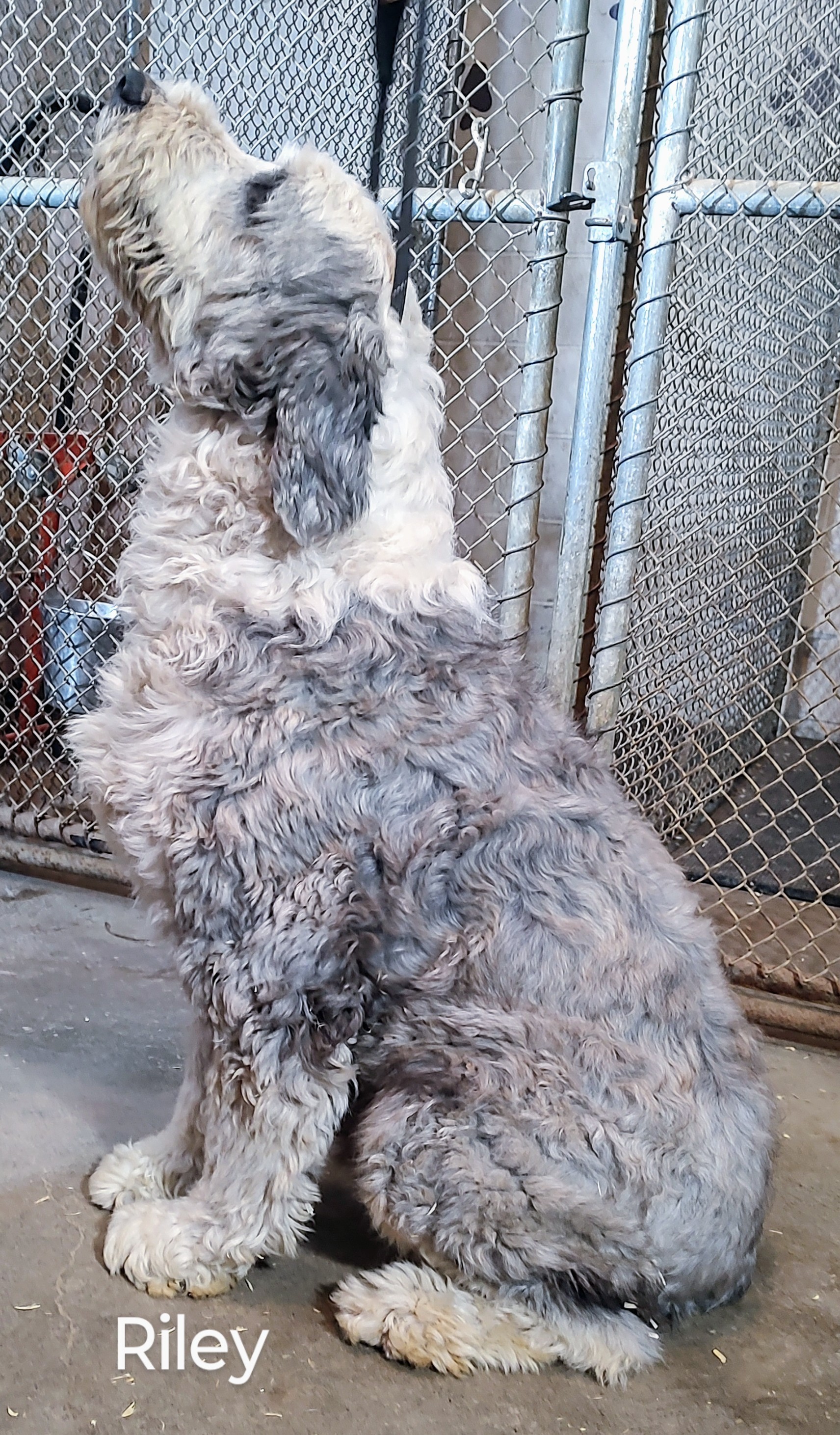 New england old english sheepdog store rescue inc