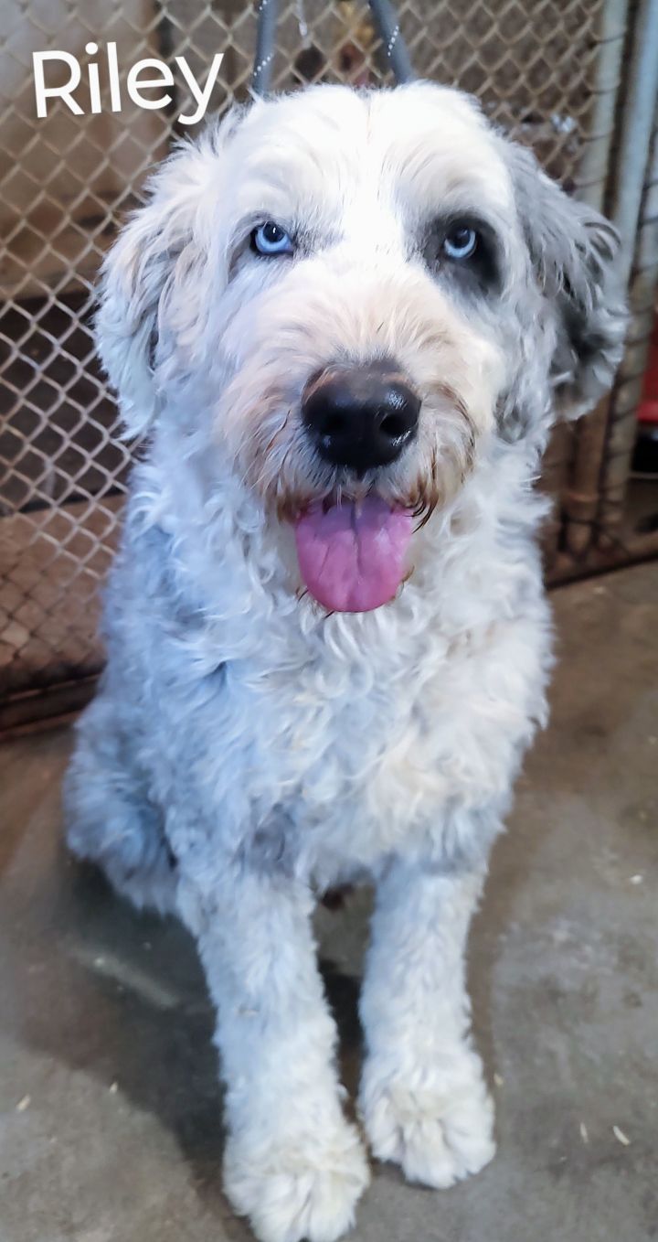 Petfinder old english store sheepdog