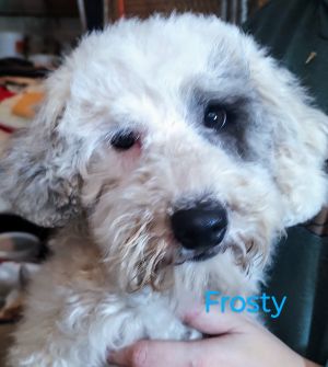 New england old english sheepdog hot sale rescue inc