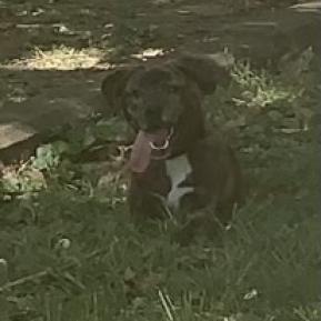 Wednesday, an adoptable Mixed Breed in Lynchburg, VA, 24502 | Photo Image 1