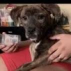 Wednesday, an adoptable Mixed Breed in Lynchburg, VA, 24502 | Photo Image 2