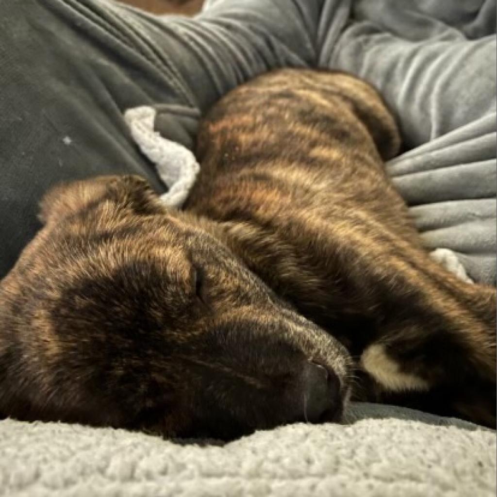 Wednesday, an adoptable Mixed Breed in Lynchburg, VA, 24502 | Photo Image 3