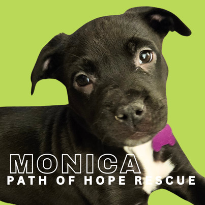 Monica's store pet rescue