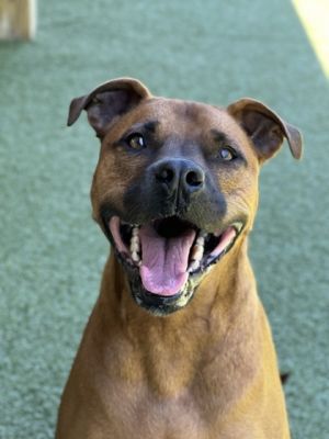 Neo (in foster), Adult Male Boxer