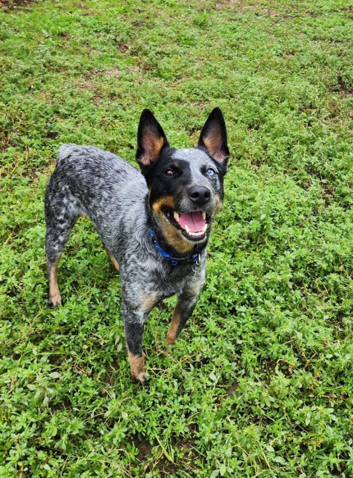 Best companion store for blue heeler