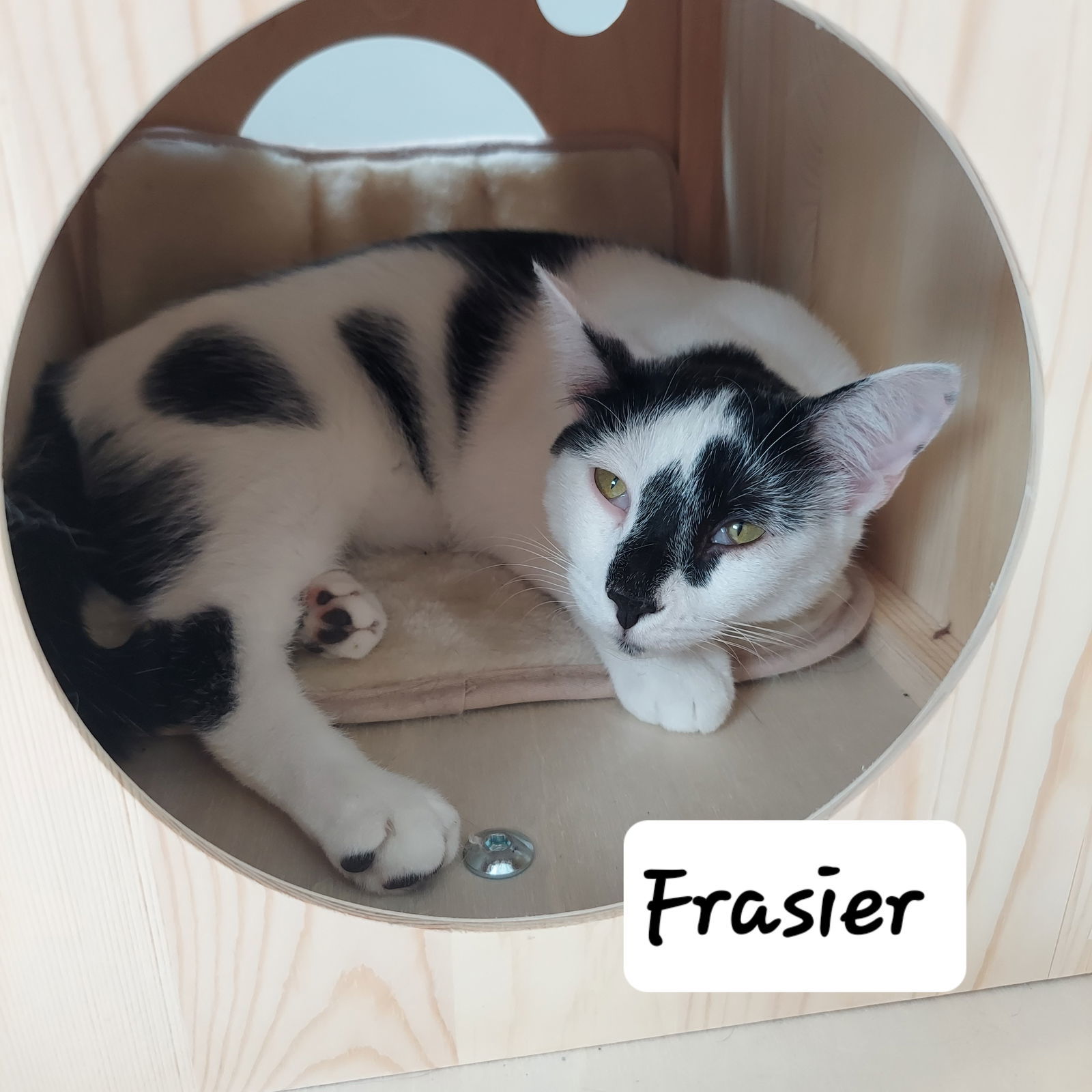 Frasier, an adoptable Domestic Short Hair in Montello, WI, 53949 | Photo Image 1