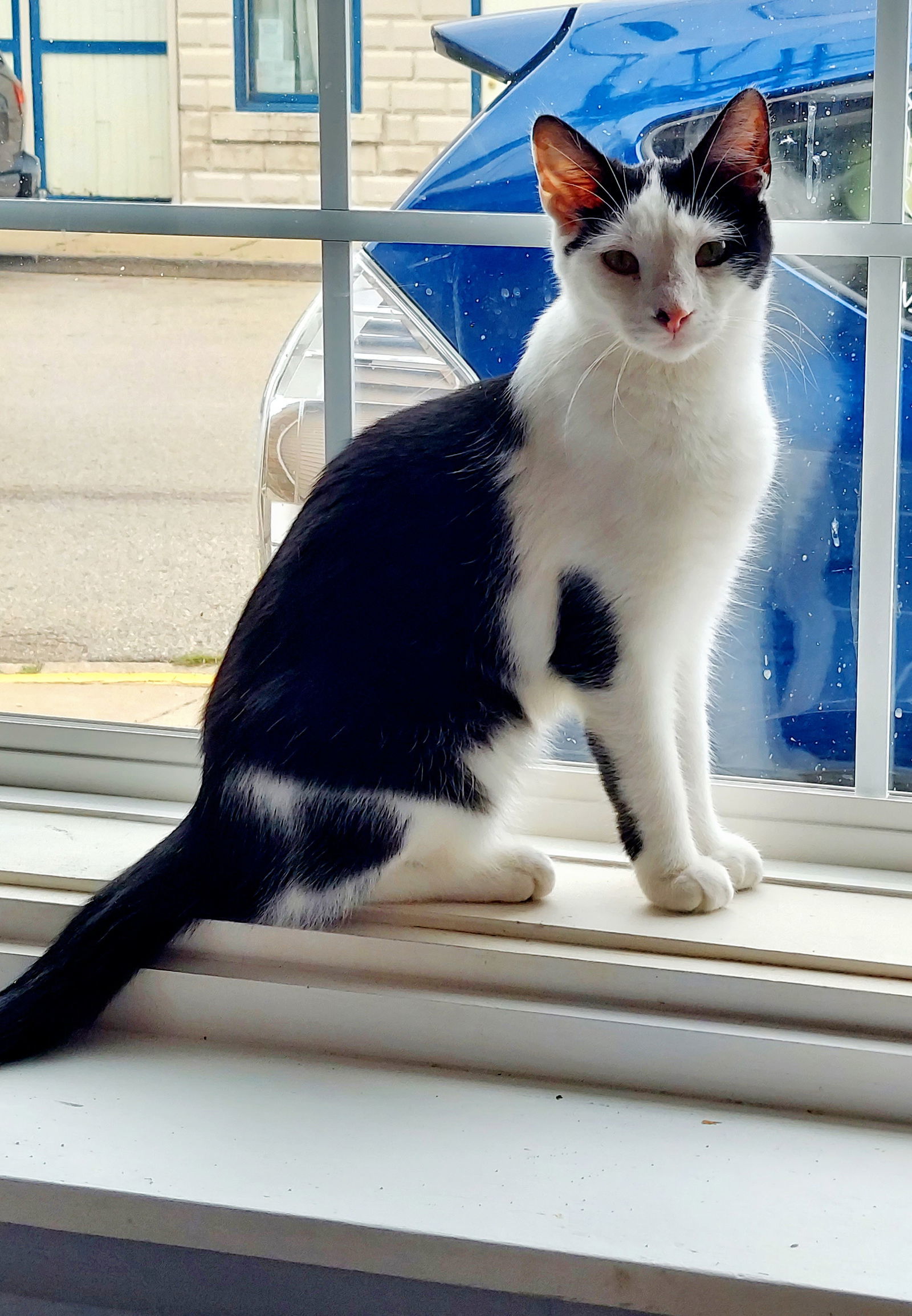 Daphne, an adoptable Domestic Short Hair in Montello, WI, 53949 | Photo Image 1