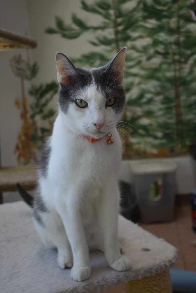 Viking, an adoptable Domestic Short Hair in Peoria, AZ, 85345 | Photo Image 1