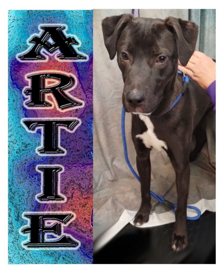 Artie 1