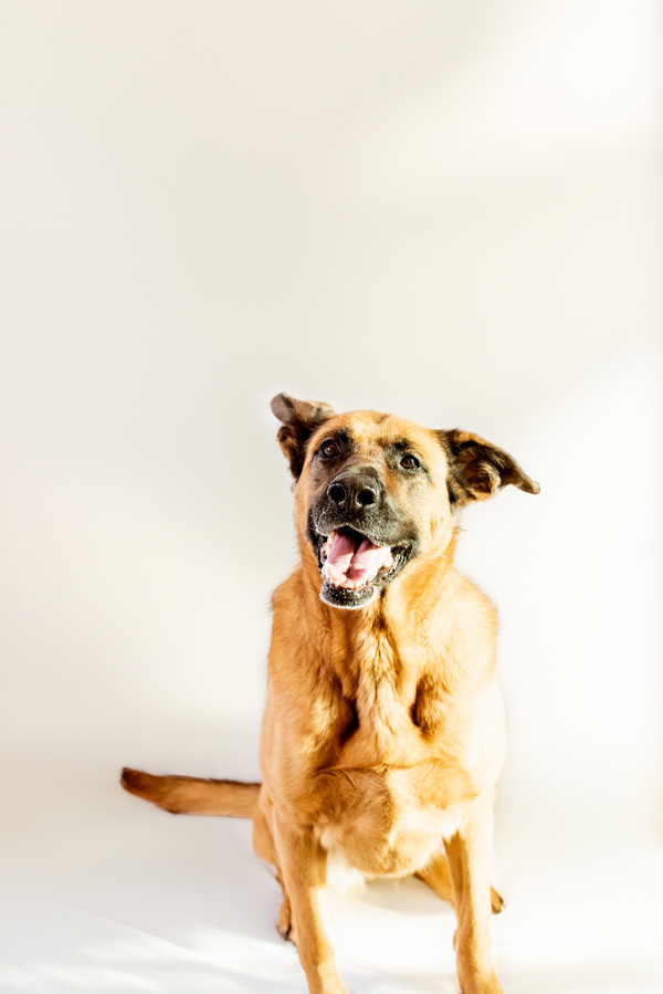 Shadow 39999, an adoptable Shepherd in Pocatello, ID, 83205 | Photo Image 2