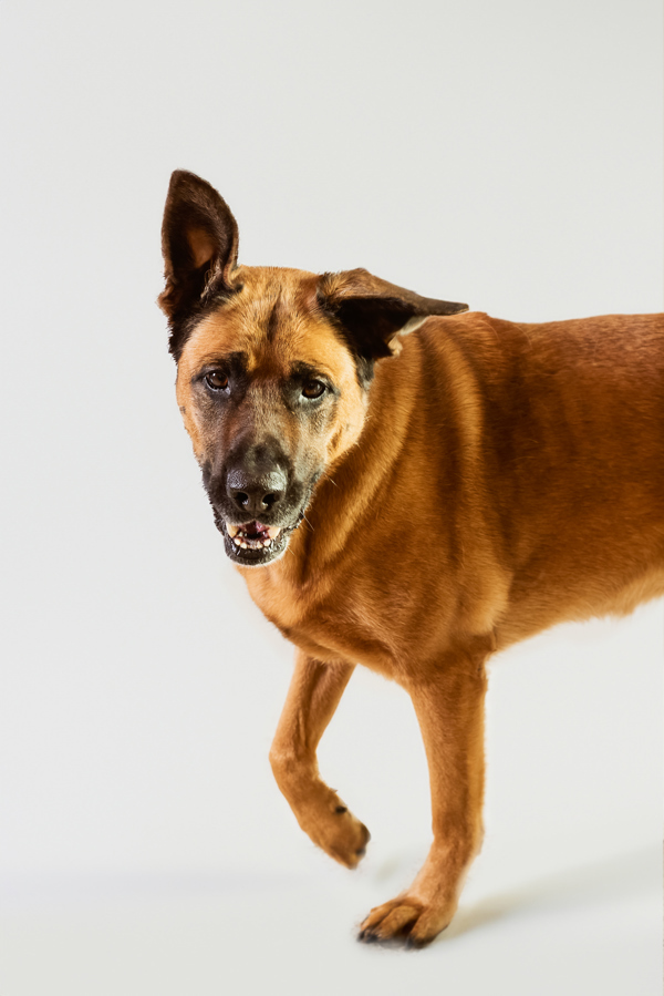 Shadow 39999, an adoptable Shepherd in Pocatello, ID, 83205 | Photo Image 3