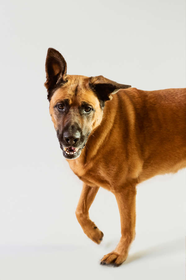 Shadow 39999, an adoptable German Shepherd Dog in Pocatello, ID, 83205 | Photo Image 3