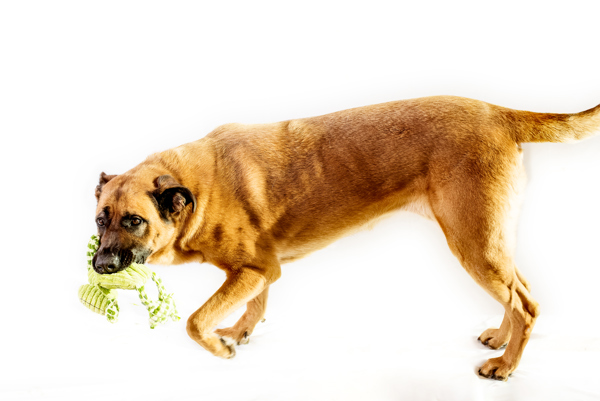 Shadow 39999, an adoptable German Shepherd Dog in Pocatello, ID, 83205 | Photo Image 4