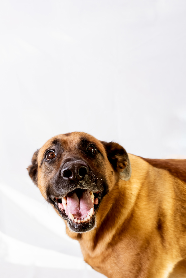 Shadow 39999, an adoptable Shepherd in Pocatello, ID, 83205 | Photo Image 5