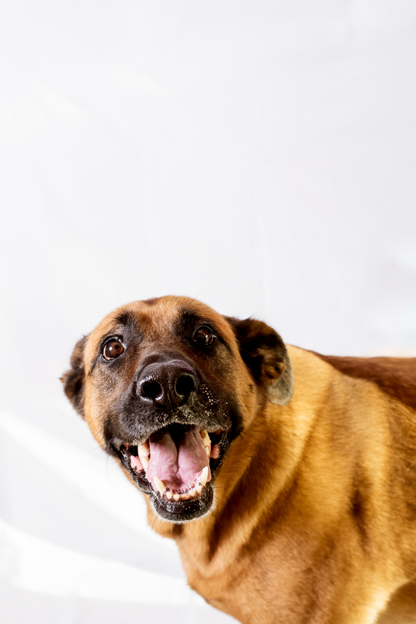 Shadow 39999, an adoptable German Shepherd Dog in Pocatello, ID, 83205 | Photo Image 1