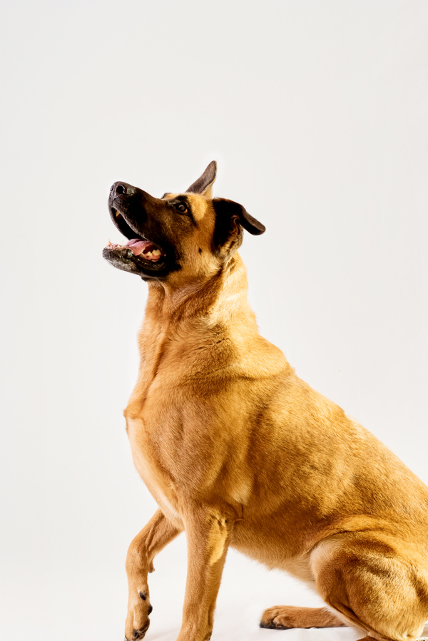 Shadow 39999, an adoptable German Shepherd Dog in Pocatello, ID, 83205 | Photo Image 6