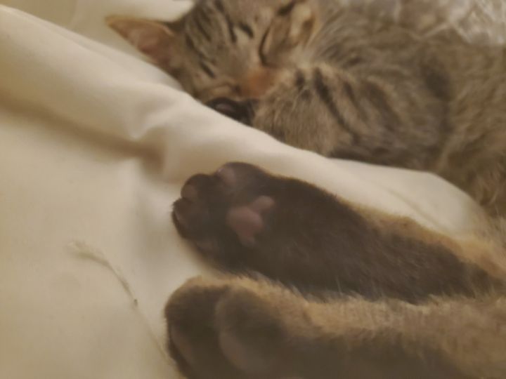 Michi 4