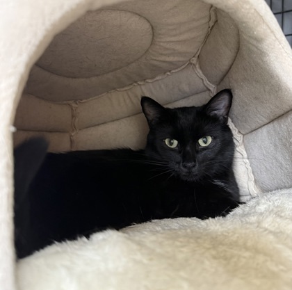 Fig, an adoptable Domestic Short Hair in Neenah, WI, 54956 | Photo Image 1