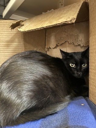 Fig, an adoptable Domestic Short Hair in Neenah, WI, 54956 | Photo Image 2
