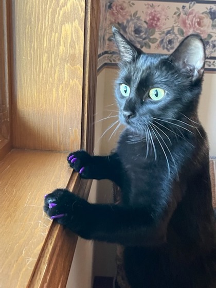 Fig, an adoptable Domestic Short Hair in Neenah, WI, 54956 | Photo Image 3
