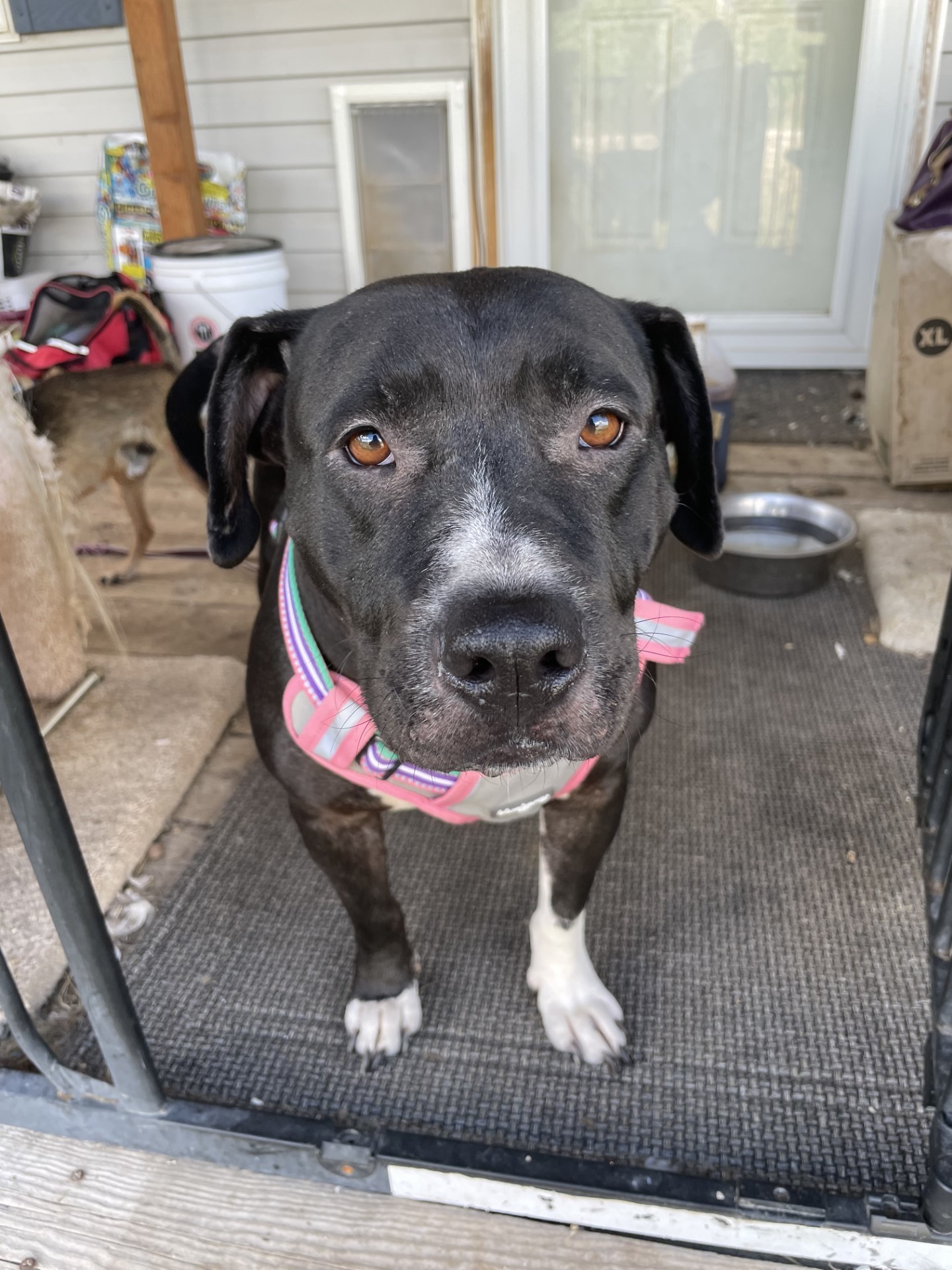 COURTESY LISTING Daisy, an adoptable Mixed Breed in Jackson, WY, 83001 | Photo Image 2