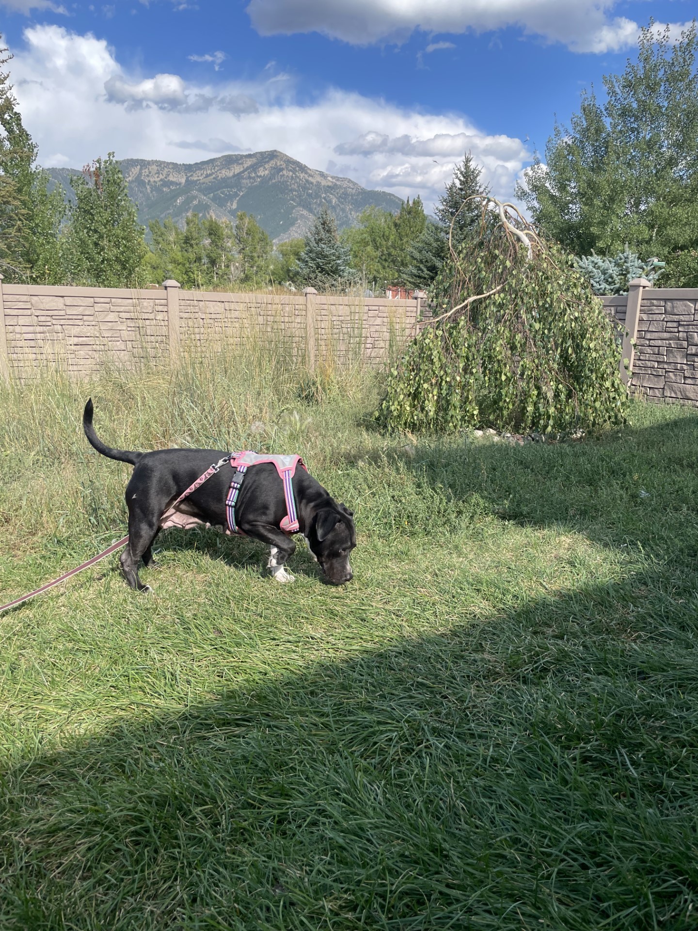 COURTESY LISTING Daisy, an adoptable Mixed Breed in Jackson, WY, 83001 | Photo Image 1