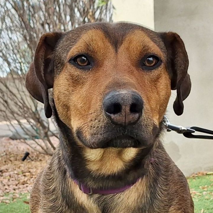 Shepherd hound best sale dog mix