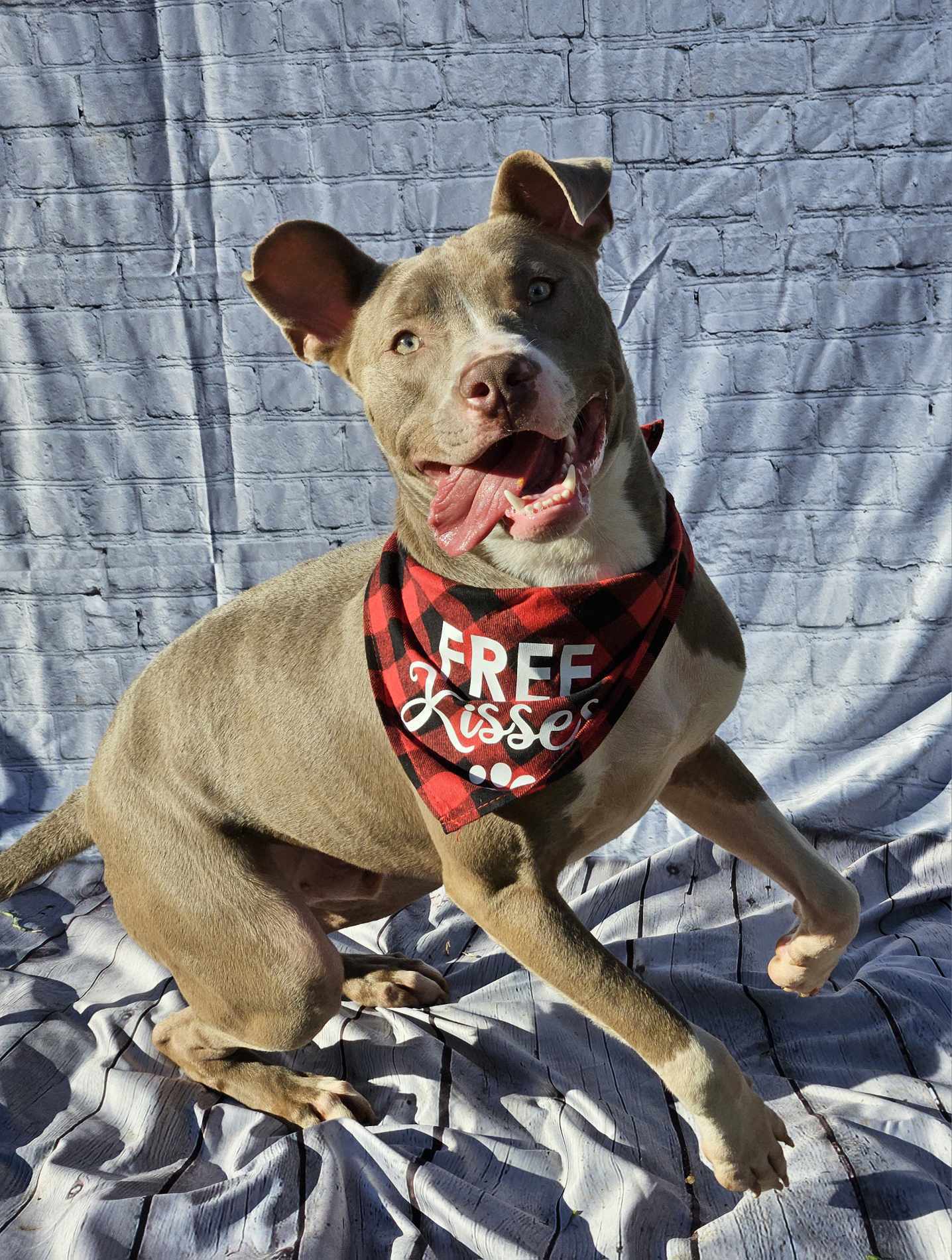 Curtis, an adoptable Pit Bull Terrier in Arlee, MT, 59821 | Photo Image 1