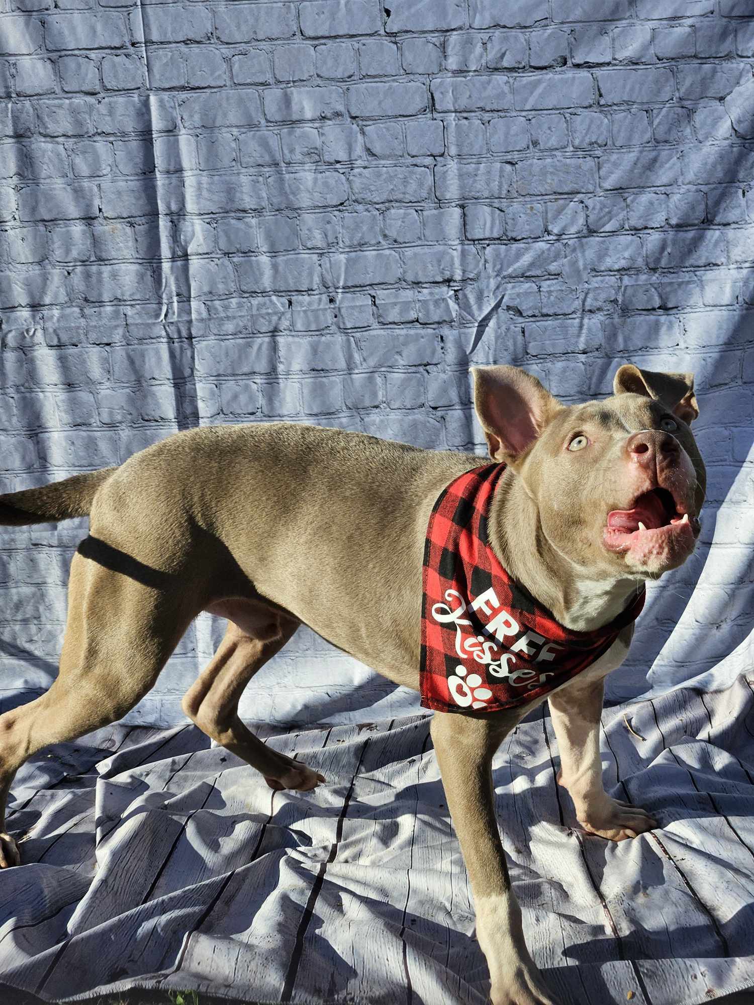 Curtis, an adoptable Pit Bull Terrier in Arlee, MT, 59821 | Photo Image 2