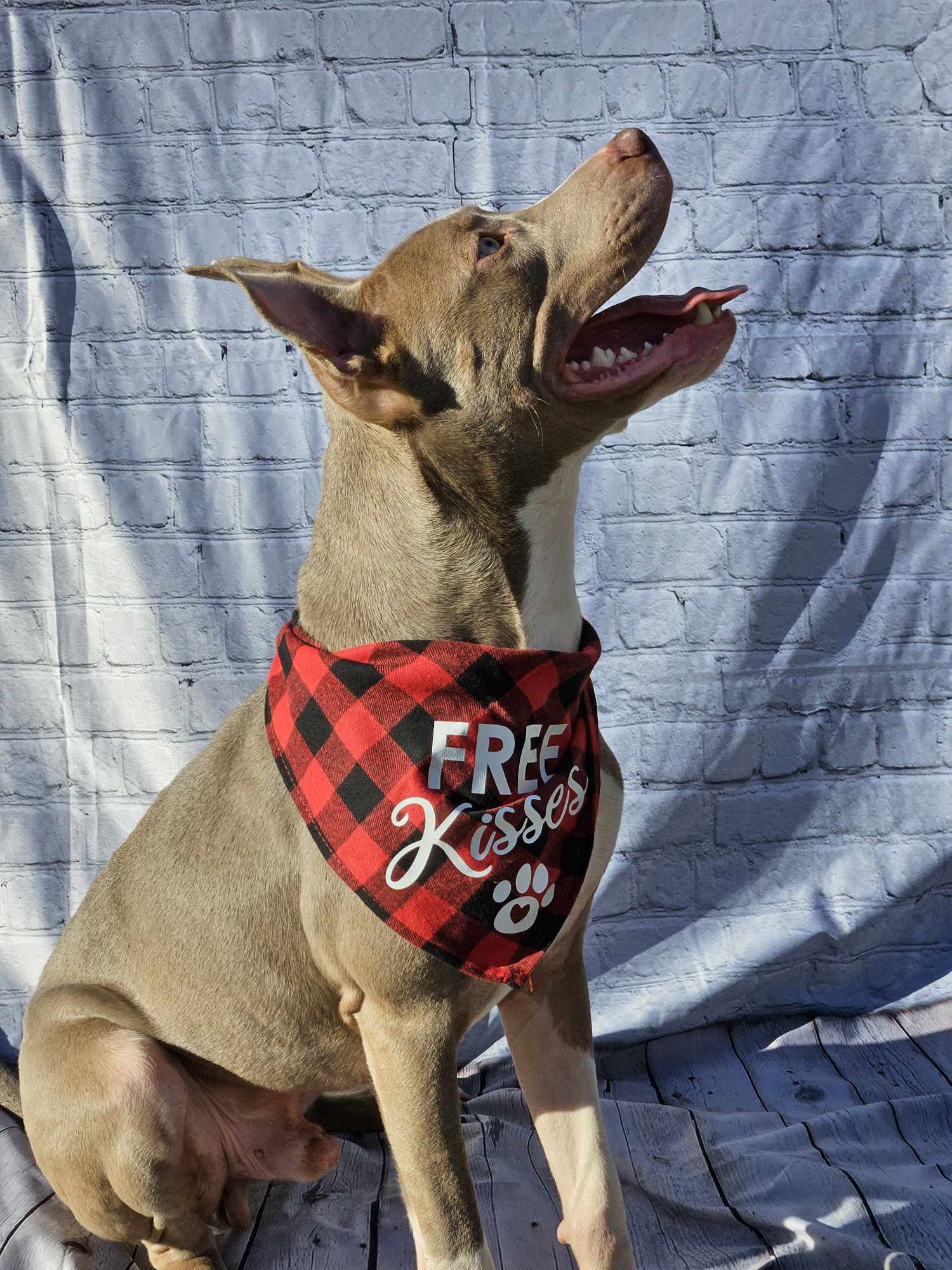 Curtis, an adoptable Pit Bull Terrier in Arlee, MT, 59821 | Photo Image 3