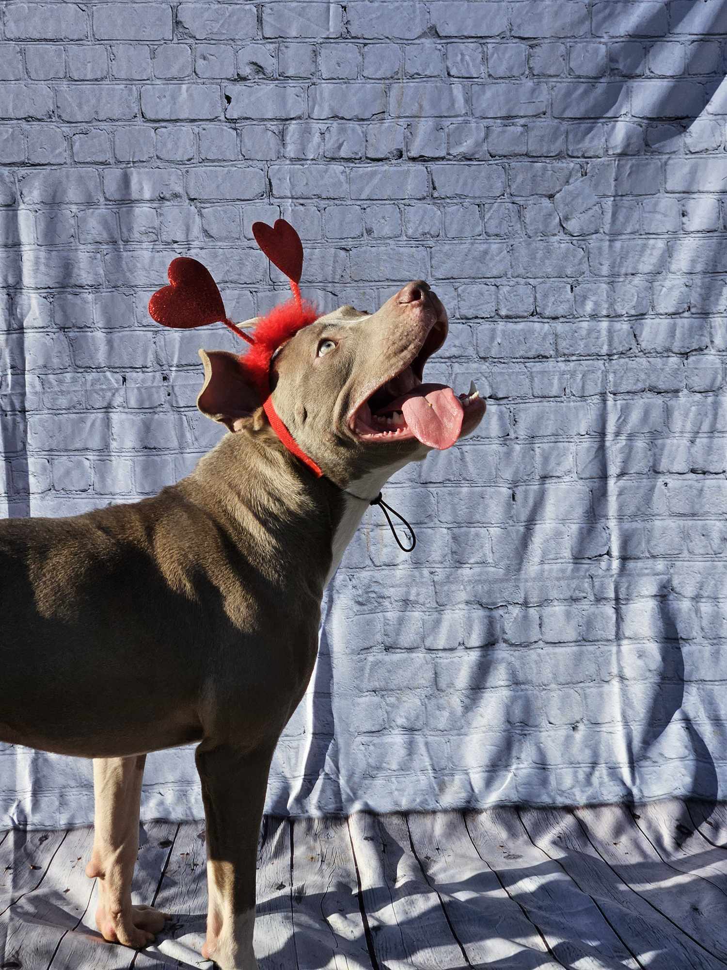 Curtis, an adoptable Pit Bull Terrier in Arlee, MT, 59821 | Photo Image 4