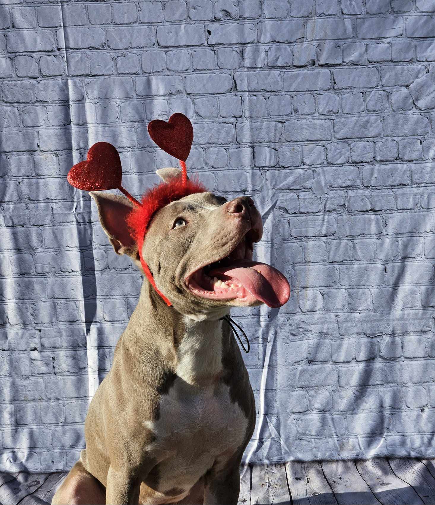 Curtis, an adoptable Pit Bull Terrier in Arlee, MT, 59821 | Photo Image 5