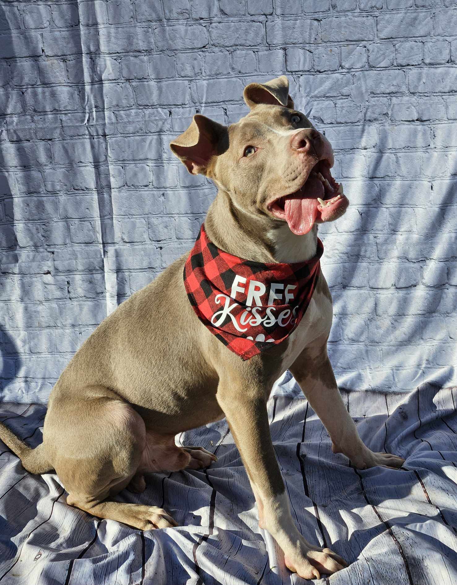 Curtis, an adoptable Pit Bull Terrier in Arlee, MT, 59821 | Photo Image 6