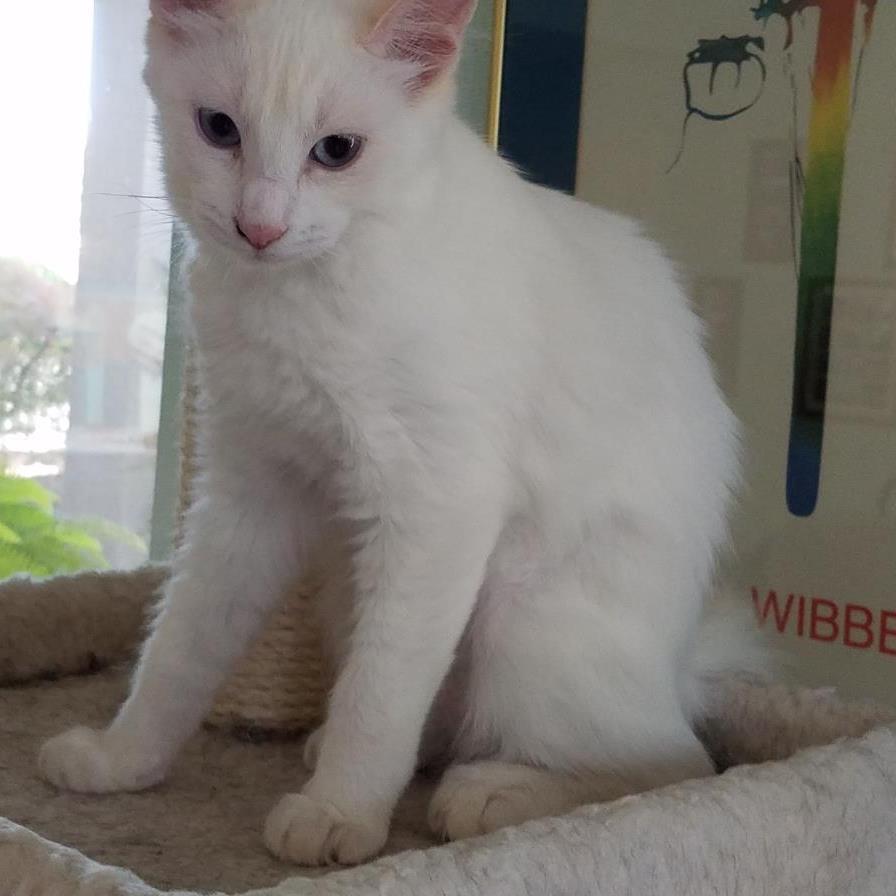 Apotheus, an adoptable Siamese in Lincoln, CA, 95648 | Photo Image 1