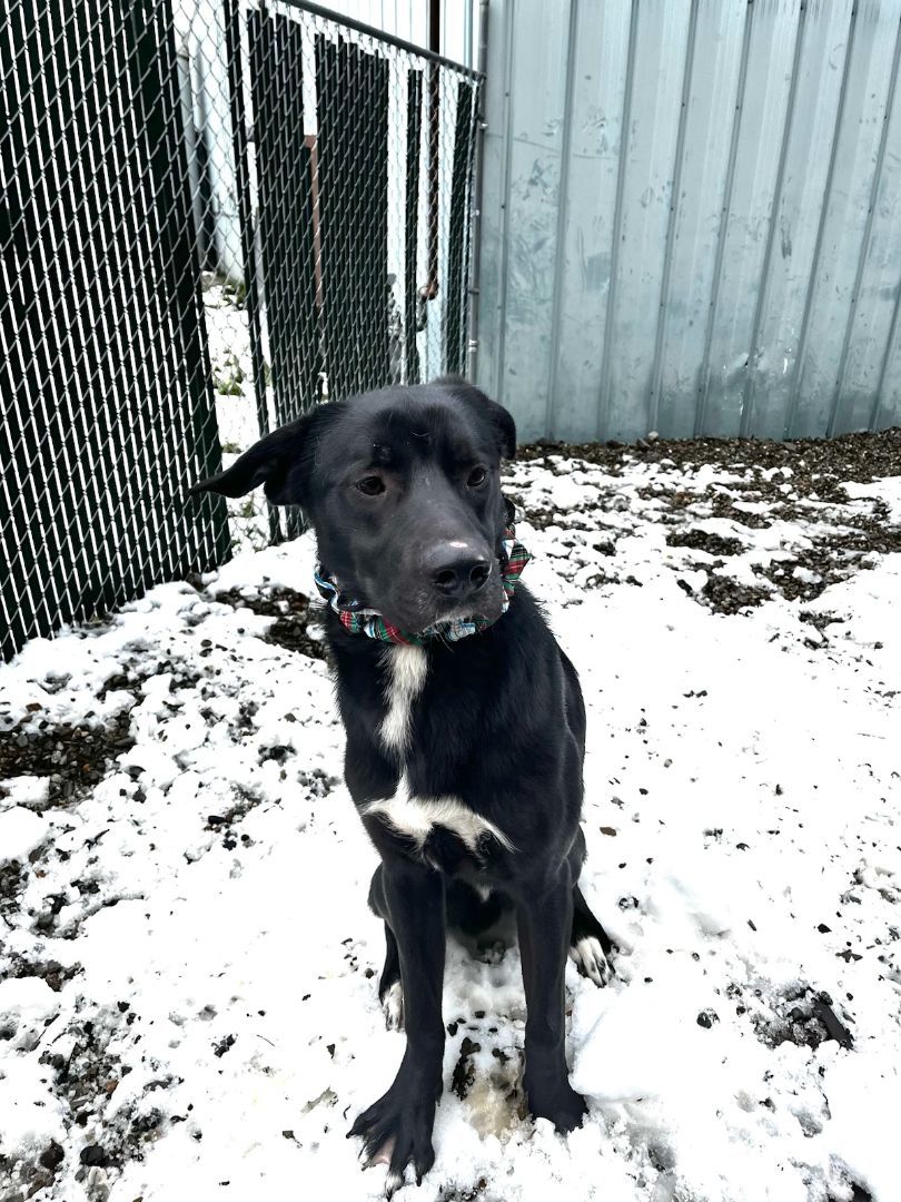Bugsy, an adoptable Labrador Retriever in Kellogg, ID, 83837 | Photo Image 2