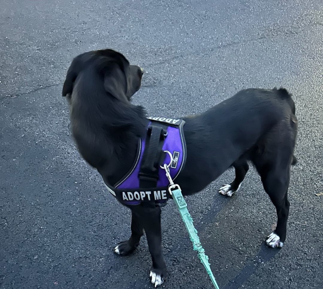 Bugsy, an adoptable Labrador Retriever in Kellogg, ID, 83837 | Photo Image 3